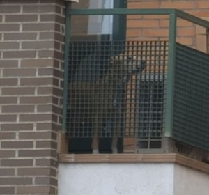 El perro Excalibur en el balcón del domicilio de la enfermera infectada de ébola